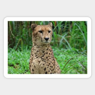 Cheetah 2 Sticker